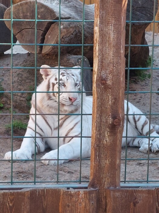 Exkurze do mini zoo ve Chvojenci