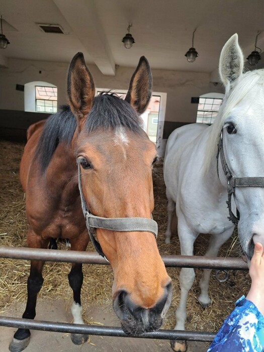 Akce ŠD - hřebčín v Kladrubech, návštěva knihovny v H. Rovni